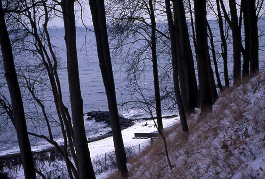 trees and shoreline