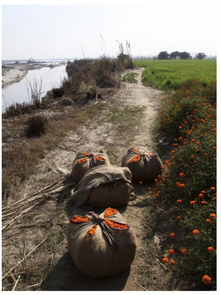 bags of marigolds on a walking path