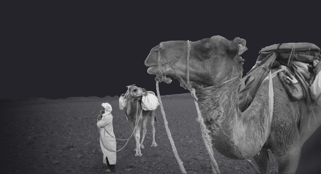 camels and person