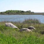rocky mounds in a marsh